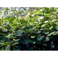 Kiwi 'Jenny' Actinidia Chinensis 'Jenny' (Selvbestøvende) Potte 2,0 Liter,- Opbundet -Montoz Butik fi6 actinidia chinensis jenny 2f27 processed