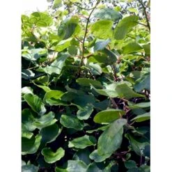 Kiwi 'Jenny' Actinidia Chinensis 'Jenny' (Selvbestøvende) Potte 2,0 Liter,- Opbundet -Montoz Butik fi6 actinidia chinensis jenny 93d1 processed