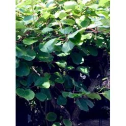 Kiwi 'Jenny' Actinidia Chinensis 'Jenny' (Selvbestøvende) Potte 2,0 Liter,- Opbundet -Montoz Butik fi6 actinidia chinensis jenny aff8 processed