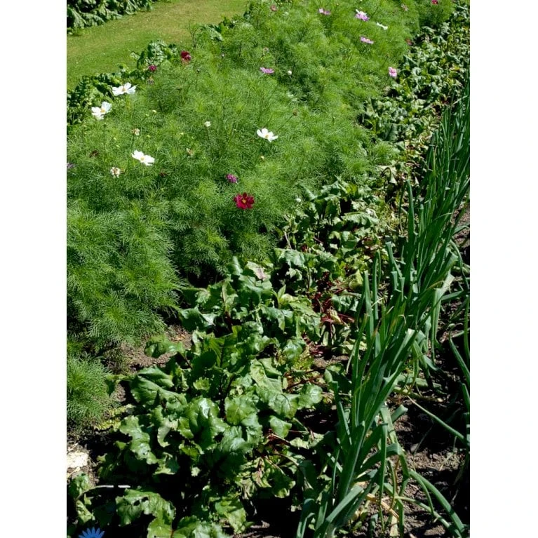Aflang Rødbede 'Forono' Beta Vulgaris 'Forono' Pose Med Frø Eller Løg, 20 4 Aflang Rødbede 'Forono' Beta Vulgaris 'Forono' Pose Med Frø Eller Løg, 20 - Billede 2