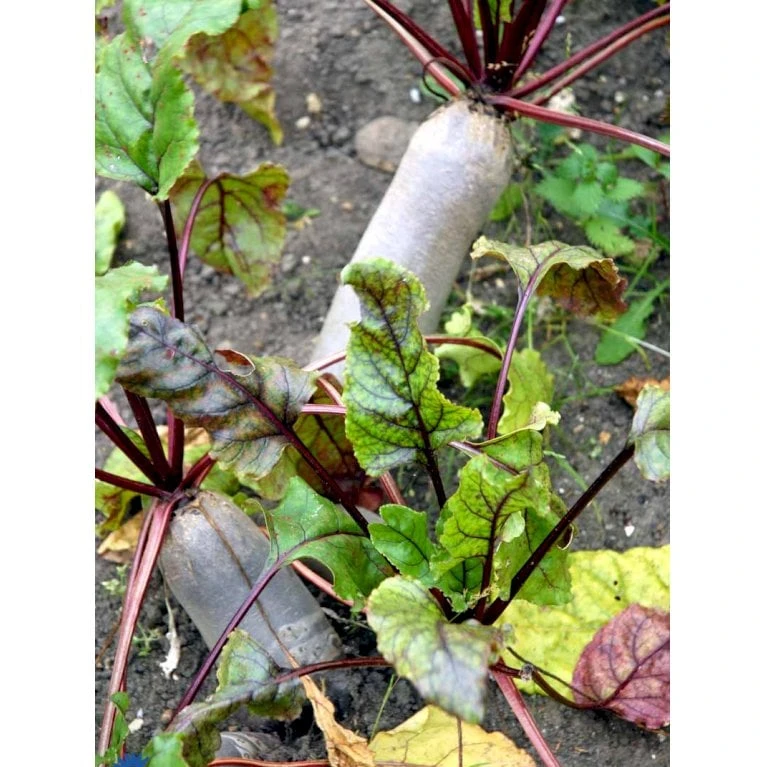 Aflang Rødbede 'Forono' Beta Vulgaris 'Forono' Pose Med Frø Eller Løg, 20 6 Aflang Rødbede 'Forono' Beta Vulgaris 'Forono' Pose Med Frø Eller Løg, 20 - Billede 4