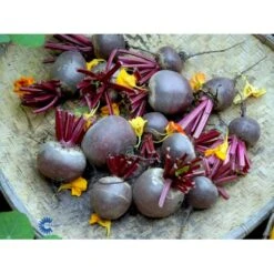 Aflang Rødbede 'Forono' Beta Vulgaris 'Forono' Pose Med Frø Eller Løg, 20 8 Aflang Rødbede 'Forono' Beta Vulgaris 'Forono' Pose Med Frø Eller Løg, 20 -Montoz Butik fi7697 beta vulgaris b703