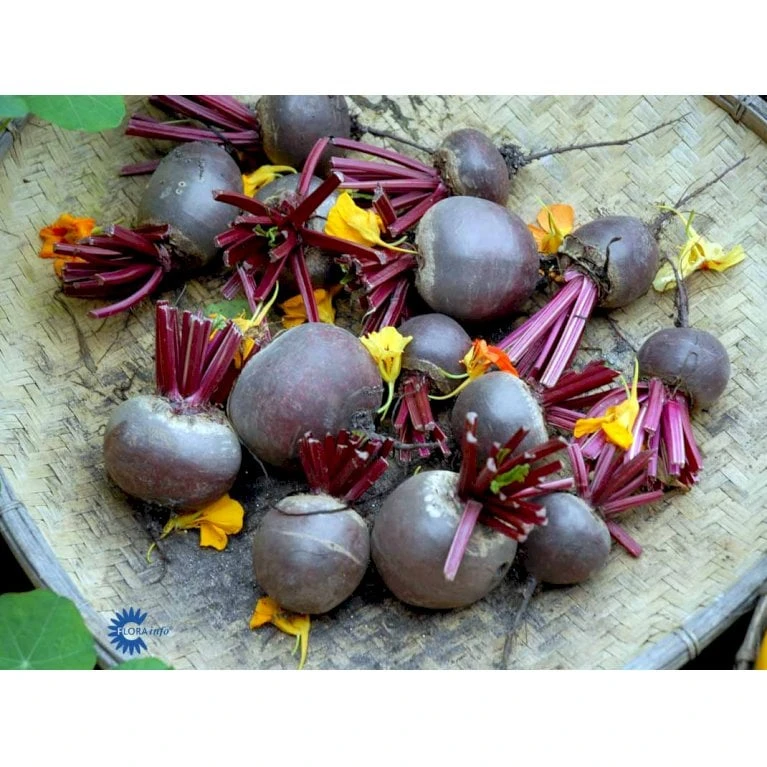 Aflang Rødbede 'Forono' Beta Vulgaris 'Forono' Pose Med Frø Eller Løg, 20 5 Aflang Rødbede 'Forono' Beta Vulgaris 'Forono' Pose Med Frø Eller Løg, 20 - Billede 3