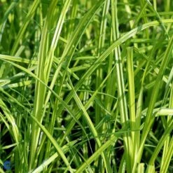 Star 'Bowles Golden' Carex Elata 'Bowles Golden' 1 Liter Potte -Montoz Butik fi7867 carex elata bowles golden e821