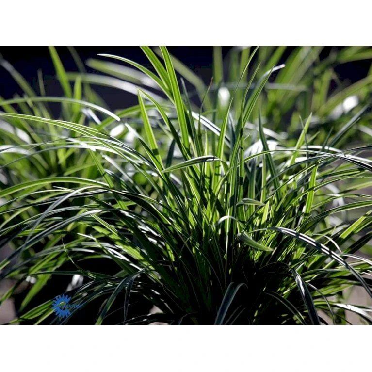 Star 'Ice Dance' Carex Morrowii 'Ice Dance' 1 Liter Potte 9 Star 'Ice Dance' Carex Morrowii 'Ice Dance' 1 Liter Potte - Billede 7