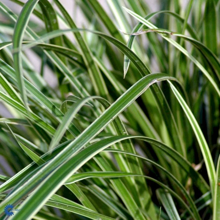 Star 'Ice Dance' Carex Morrowii 'Ice Dance' 1 Liter Potte 11 Star 'Ice Dance' Carex Morrowii 'Ice Dance' 1 Liter Potte - Billede 9