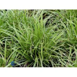Star 'Ice Dance' Carex Morrowii 'Ice Dance' 1 Liter Potte 21 Star 'Ice Dance' Carex Morrowii 'Ice Dance' 1 Liter Potte -Montoz Butik fi7880 carex morrowii ice dance f040
