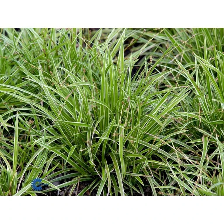 Star 'Ice Dance' Carex Morrowii 'Ice Dance' 1 Liter Potte 12 Star 'Ice Dance' Carex Morrowii 'Ice Dance' 1 Liter Potte - Billede 10