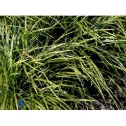 Star 'Variegata' Carex Morrowii 'Variegata' 1 Liter Potte 7 Star 'Variegata' Carex Morrowii 'Variegata' 1 Liter Potte -Montoz Butik fi7881 carex morrowii variegata 5e7e