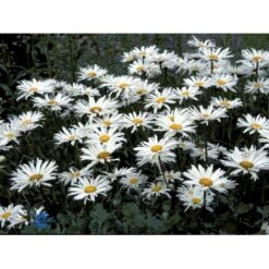 Kæmpemargerit 'Wirral Supreme' Leucanthemum Supberbum 'Wirral Supreme'' 1 Liter Potte -Montoz Butik fi8020 chrysanthemum maximum wirral supreme a3fd
