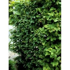 Avnbøg Carpinus Betulus Barrods,- 3 års (1/2) 100-125 Cm. Hækkvalitet. -Montoz Butik fi841 carpinus betulus 7be7