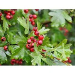 Engriflet Hvidtjørn Crataegus Monogyna Potte 12 Liter,- 100-125 Cm. -Montoz Butik fi846 crataegus monogyna 198f