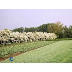 Engriflet Hvidtjørn Crataegus Monogyna Potte 12 Liter,- 100-125 Cm. -Montoz Butik fi846 crataegus monogyna 93d4