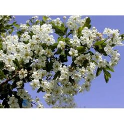 Engriflet Hvidtjørn Crataegus Monogyna Potte 12 Liter,- 100-125 Cm. -Montoz Butik fi846 crataegus monogyna b1f5