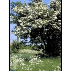 Engriflet Hvidtjørn Crataegus Monogyna Potte 12 Liter,- 100-125 Cm. -Montoz Butik fi846 crataegus monogyna c1d8