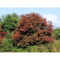 Engriflet Hvidtjørn Crataegus Monogyna Potte 12 Liter,- 100-125 Cm. -Montoz Butik fi846 crataegus monogyna f279