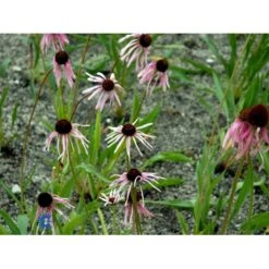 Purpursolhat Echinacea Pallida 1 Liter Potte -Montoz Butik fi8551 echinacea pallida f8b8