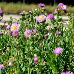 Bakkestjerne 'Rosa Juwel' Erigeron Hybrid 'Rosa Juwel' 1 Liter Potte -Montoz Butik fi8635 erigeron rosa juwel 2c25