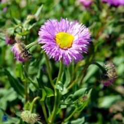 Bakkestjerne 'Rosa Juwel' Erigeron Hybrid 'Rosa Juwel' 1 Liter Potte -Montoz Butik fi8635 erigeron rosa juwel 8b0b
