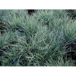 Blå Bjørnegræs 'Elijah Blue' Festuca Glauca 'Elijah Blue' 1 Liter Potte -Montoz Butik fi8785 festuca glauca elijah blue 5926
