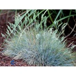 Blå Bjørnegræs 'Elijah Blue' Festuca Glauca 'Elijah Blue' 1 Liter Potte -Montoz Butik fi8785 festuca glauca elijah blue 9555