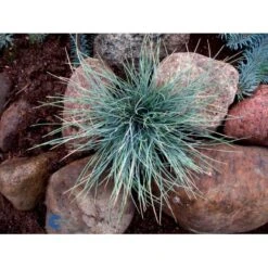 Blå Bjørnegræs 'Elijah Blue' Festuca Glauca 'Elijah Blue' 1 Liter Potte -Montoz Butik fi8785 festuca glauca elijah blue df85