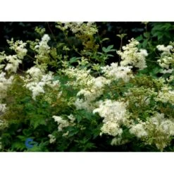 Almindelig Mjødurt Filipendula Ulmaria 10 Cm. Potte 11 Almindelig Mjødurt Filipendula Ulmaria 10 Cm. Potte -Montoz Butik fi8815 filipendula ulmaria variegata 76c7