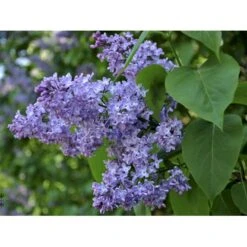 Almindelig Syren Syringa Vulgaris Solitær Busk 150-175 Cm. - Med Klump -Montoz Butik fi893 syringa vulgaris 1e27