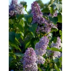 Almindelig Syren Syringa Vulgaris Solitær Busk 150-175 Cm. - Med Klump -Montoz Butik fi893 syringa vulgaris dc00