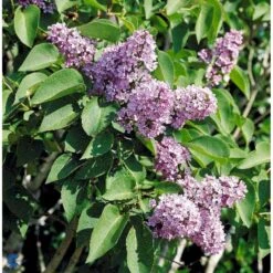 Almindelig Syren Syringa Vulgaris Solitær Busk 150-175 Cm. - Med Klump -Montoz Butik fi893 syringa vulgaris e7cd
