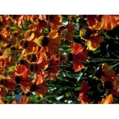 Solbrud 'Short 'n' Sassy' Helenium 'Short 'n' Sassy' 1 Liter Potte -Montoz Butik fi9159 helenium 4f2f