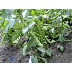 Valskbønne 'Express' Øko Vicia Faba 'Express' Frøpose, Antal Pr. Pakke, Ca. 13 Stk. -Montoz Butik fi917 boenne valsk 12f8