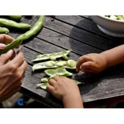 Valskbønne 'Express' Øko Vicia Faba 'Express' Frøpose, Antal Pr. Pakke, Ca. 13 Stk. -Montoz Butik fi917 boenne valsk b39f