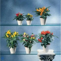 Chilipeber 'Lombardo' Capsicum Annuum 'Lombardo' Pose Med Frø Eller Løg, 5 -Montoz Butik fi918 capsicum annuum b581