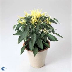 Chilipeber 'Lombardo' Capsicum Annuum 'Lombardo' Pose Med Frø Eller Løg, 5 -Montoz Butik fi918 capsicum annuum e77b