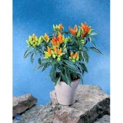 Chilipeber 'Lombardo' Capsicum Annuum 'Lombardo' Pose Med Frø Eller Løg, 5 -Montoz Butik fi918 capsicum annuum ea69