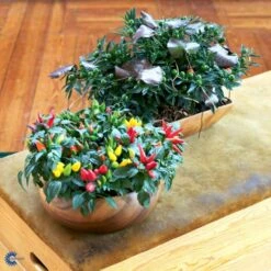 Chilipeber 'Lombardo' Capsicum Annuum 'Lombardo' Pose Med Frø Eller Løg, 5 -Montoz Butik fi918 capsicum annuum f2f9