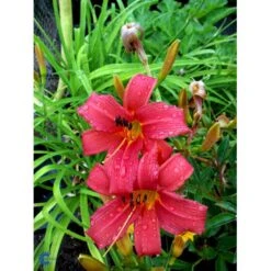 Daglilje 'Pink Damask' Hemerocallis 'Pink Damask' Potte 2 Liter. 11 Daglilje 'Pink Damask' Hemerocallis 'Pink Damask' Potte 2 Liter. -Montoz Butik fi9452 hemerocallis pink damask 1632