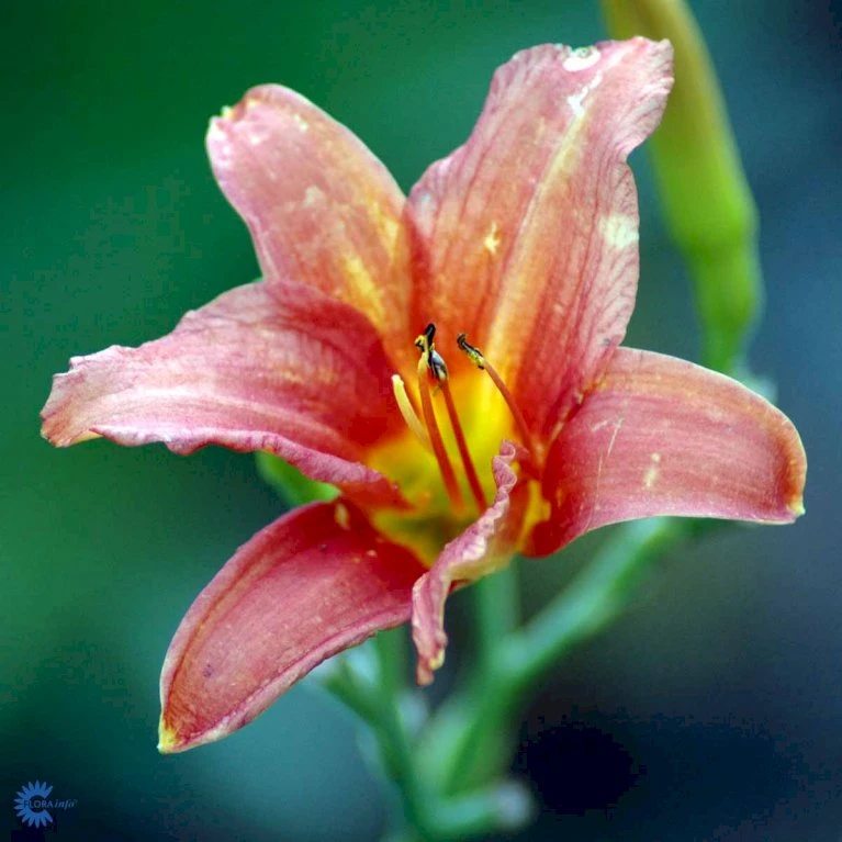 Daglilje 'Pink Damask' Hemerocallis 'Pink Damask' Potte 2 Liter. 6 Daglilje 'Pink Damask' Hemerocallis 'Pink Damask' Potte 2 Liter. - Billede 4