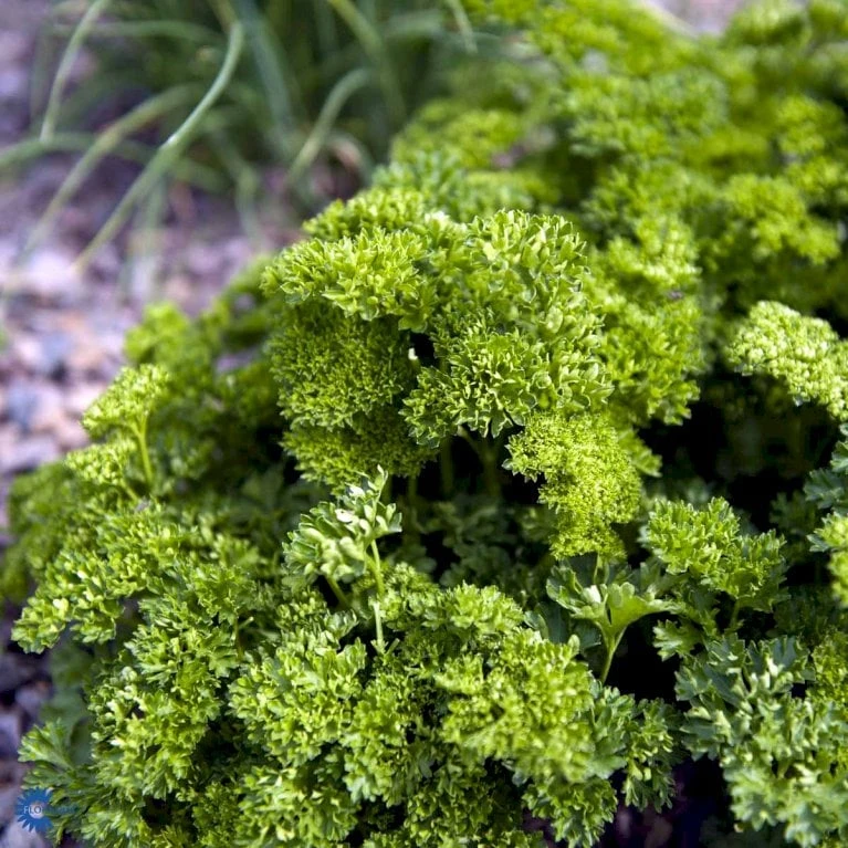 Rodpersille 'Halblange' Petroselinum Crispum 'Halblange' Pose Med Frø Eller Løg, 100 4 Rodpersille 'Halblange' Petroselinum Crispum 'Halblange' Pose Med Frø Eller Løg, 100 - Billede 2