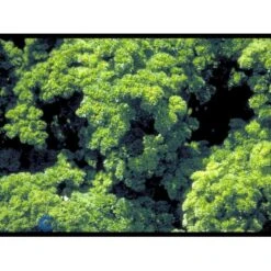 Rodpersille 'Halblange' Petroselinum Crispum 'Halblange' Pose Med Frø Eller Løg, 100 11 Rodpersille 'Halblange' Petroselinum Crispum 'Halblange' Pose Med Frø Eller Løg, 100 -Montoz Butik fi957 petroselinum crispum 42d2