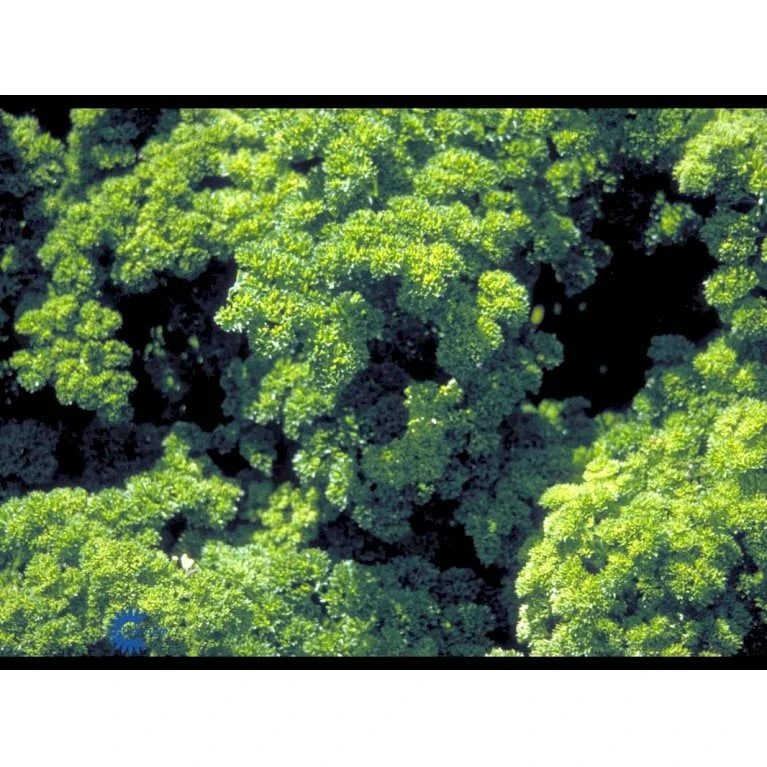 Rodpersille 'Halblange' Petroselinum Crispum 'Halblange' Pose Med Frø Eller Løg, 100 7 Rodpersille 'Halblange' Petroselinum Crispum 'Halblange' Pose Med Frø Eller Løg, 100 - Billede 5