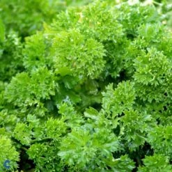 Rodpersille 'Halblange' Petroselinum Crispum 'Halblange' Pose Med Frø Eller Løg, 100 10 Rodpersille 'Halblange' Petroselinum Crispum 'Halblange' Pose Med Frø Eller Løg, 100 -Montoz Butik fi957 petroselinum crispum d67c