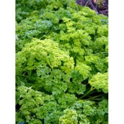 Rodpersille 'Halblange' Petroselinum Crispum 'Halblange' Pose Med Frø Eller Løg, 100 9 Rodpersille 'Halblange' Petroselinum Crispum 'Halblange' Pose Med Frø Eller Løg, 100 -Montoz Butik fi957 petroselinum crispum f1e2