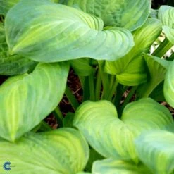 Funkia 'Guacamole' Hosta Hybrid 'Guacamole' 1 Liter Potte -Montoz Butik fi9685 hosta guacamole e3aa