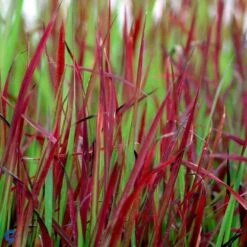 Japansk Blodgræs 'Red Baron' Imperata Cylindrica 'Red Baron' 1 Liter Potte 21 Japansk Blodgræs 'Red Baron' Imperata Cylindrica 'Red Baron' 1 Liter Potte -Montoz Butik fi9832 imperata cylindrica red baron 5c35