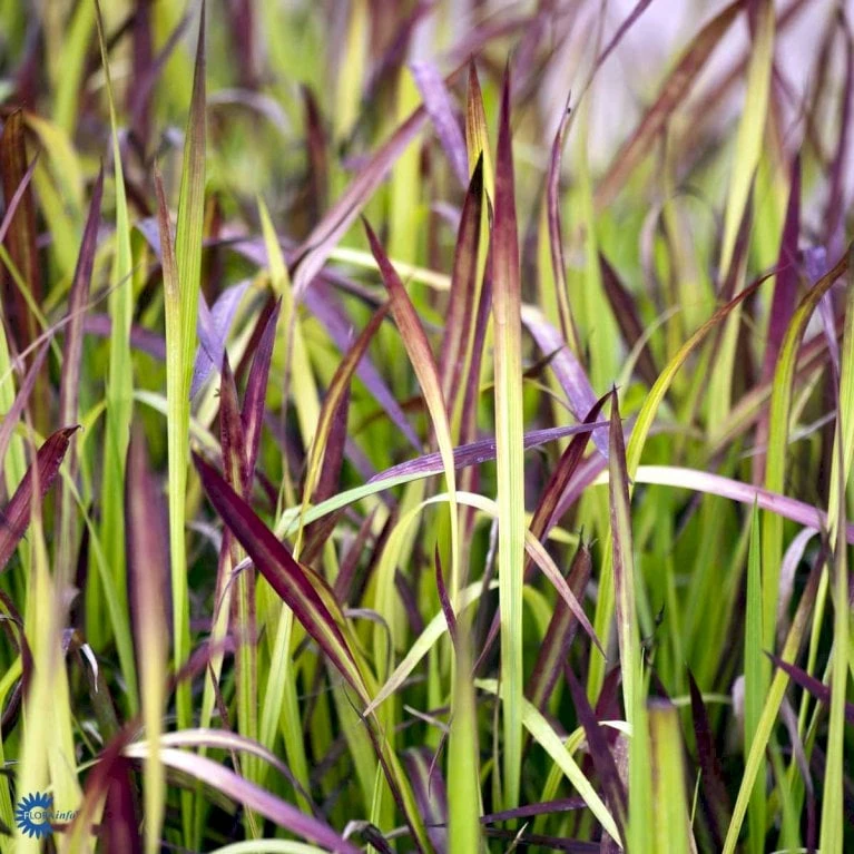 Japansk Blodgræs 'Red Baron' Imperata Cylindrica 'Red Baron' 1 Liter Potte 10 Japansk Blodgræs 'Red Baron' Imperata Cylindrica 'Red Baron' 1 Liter Potte - Billede 8