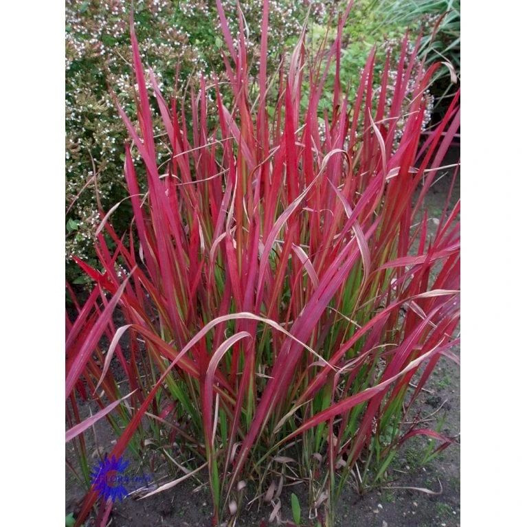 Japansk Blodgræs 'Red Baron' Imperata Cylindrica 'Red Baron' 1 Liter Potte 9 Japansk Blodgræs 'Red Baron' Imperata Cylindrica 'Red Baron' 1 Liter Potte - Billede 7