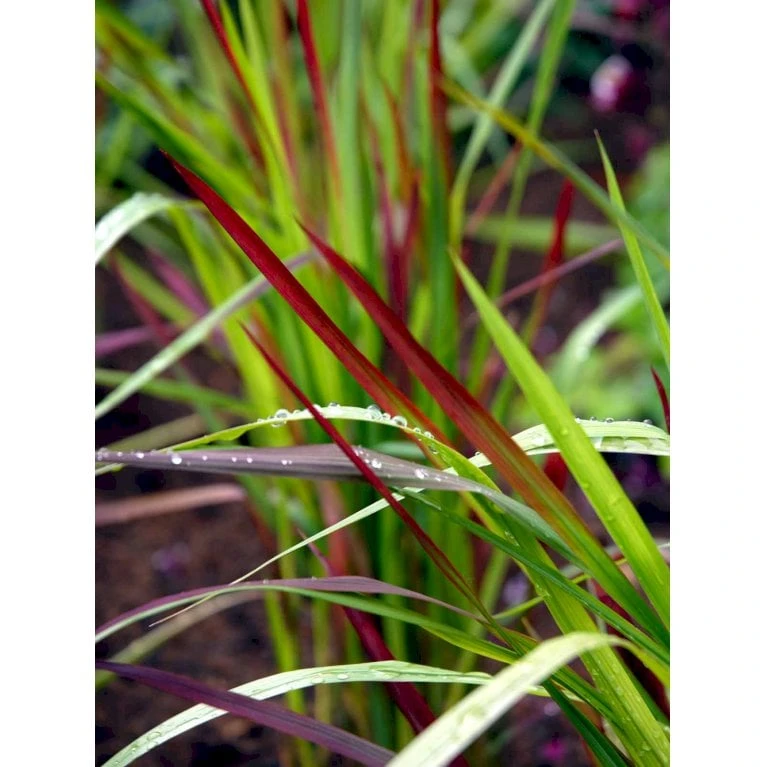 Japansk Blodgræs 'Red Baron' Imperata Cylindrica 'Red Baron' 1 Liter Potte 13 Japansk Blodgræs 'Red Baron' Imperata Cylindrica 'Red Baron' 1 Liter Potte - Billede 11