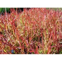Japansk Blodgræs 'Red Baron' Imperata Cylindrica 'Red Baron' 1 Liter Potte 22 Japansk Blodgræs 'Red Baron' Imperata Cylindrica 'Red Baron' 1 Liter Potte -Montoz Butik fi9832 imperata cylindrica red baron a147